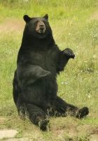 Schwarzbär im Omega Park