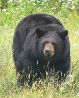 Schwarzbär im Omega Park