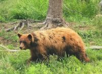 Braunbär im Omega Park