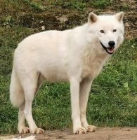 Arktischer Wolf im Omega Park