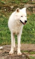 Arktischer Wolf im Omega Park