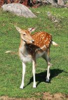 Reh im Omega Park Kanada