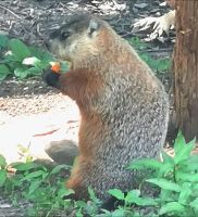 Murmeltier im Omega Park 