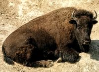 Bison im Omega Park
