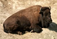 Bison im Omega Park