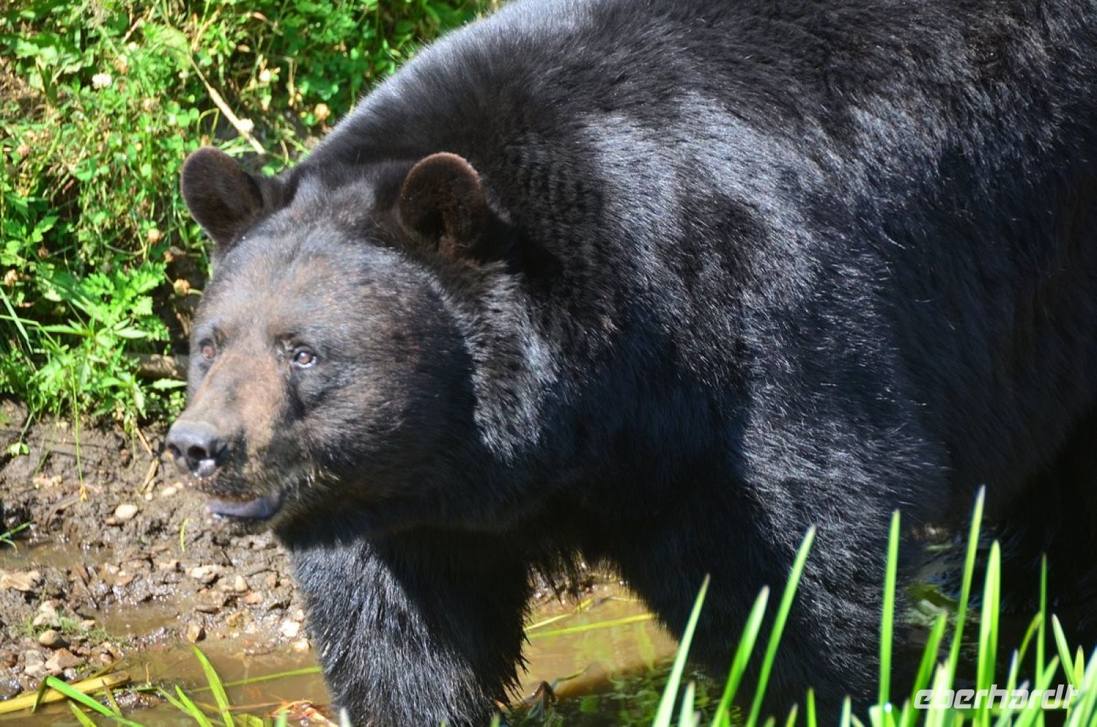 Schwarzbär im Omega Park
