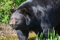 Schwarzbär im Omega Park