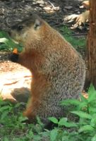 Murmeltier im Omega Park