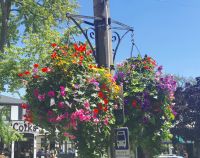 Liebevolle Blumenarrangements wohin das Auge blickt, Niagara on the Lake
