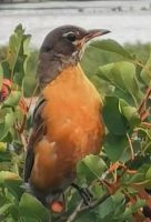 Eine Wanderdrossel in Calgary