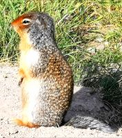 Sie beobachten genau, was um sie rum passiert, wird es brenzlich, pfeifen sie