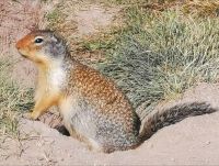 Erdhörnchen hüpfen munter vor dem Hotel herum Canmore.