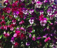 Hornveilchen am Lake Louise, Banff Nationalpark