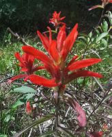 Indian Paint Brush Blume, typisch für den Banff Nationalpark