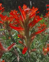Indian Paint brush Blume