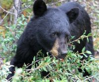Schwarzbär frißt genüßlich genau vor unserem Bus, Jasper Nationalpark