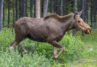 Elchkuh trabt genau am Bus vorbei