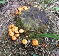 Pilze stehen am Wegesrand im Jasper Nationalpark
