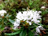 Flora im Jasper Nationalpark