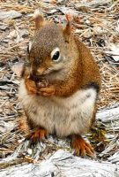 Eichhörnchen im Jasper Nationalpark frißt genüßlich