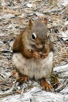 Eichhörnchen im Jasper Nationalpark