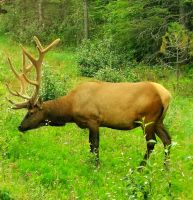 Wapiti Hirsch im Jasper Nationalpark steht sozusagen genau neben dem Bus