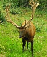 Wapitis haben riesige Geweihe