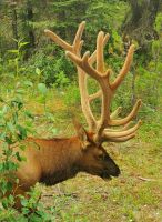 Wapiti Hirsch im Jasper Nationalpark steht sozusagen genau neben dem Bus