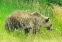 Grizzly läuft gemütlich neben unserem Bus her und läßt sich beim Graben nach Futter nicht stören