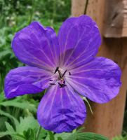 Blumenpracht im Jasper Nationalpark