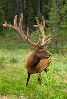 Wapiti neben dem Bus