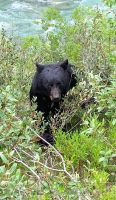 Schwarzbär bei der Lieblingsbeschäftigung: Fressen, Jasper Nationalpark