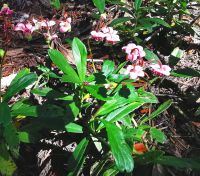 Flora am Helmcken Wasserfall