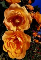 Rosen in allen Farben und Formen blühen im Butcharts Garden