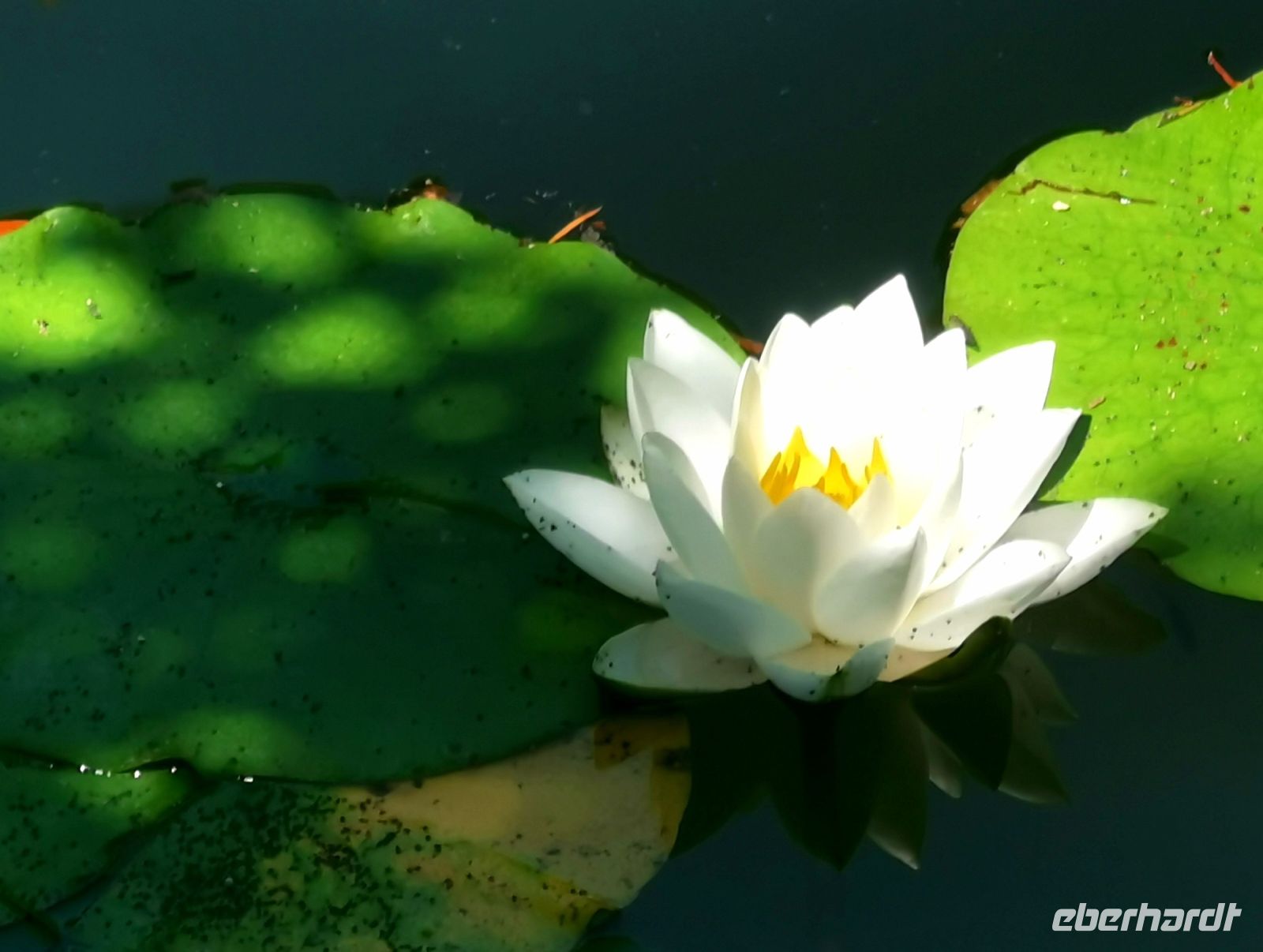 Seerose auf einem Teich im Butcharts Garden