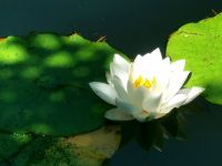 Seerose auf einem Teich im Butcharts Garden
