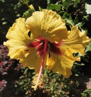 Hibiskus, Butcharts Garden