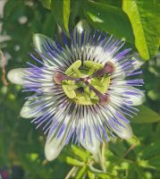 Blühende Passionsfrucht, Butcharts Garden