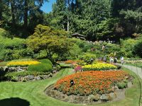 70 Gärtner haben im Sommer hier täglich viel Arbeit, Butcharts Garden, Vancouver Island