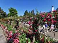 Die Rosen in Butcharts Garden, Vancouver Island