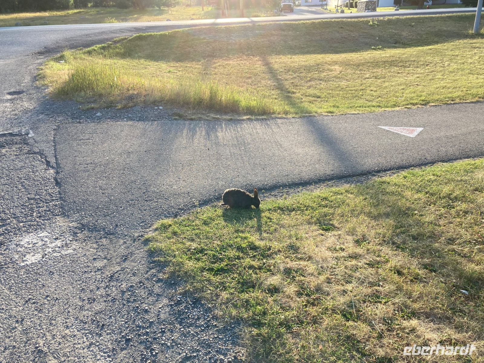 3. Tag – Banff-Nationalpark – Ein wildes Tier in Canmore