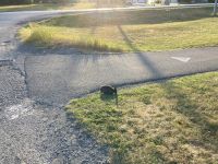 3. Tag – Banff-Nationalpark – Ein wildes Tier in Canmore