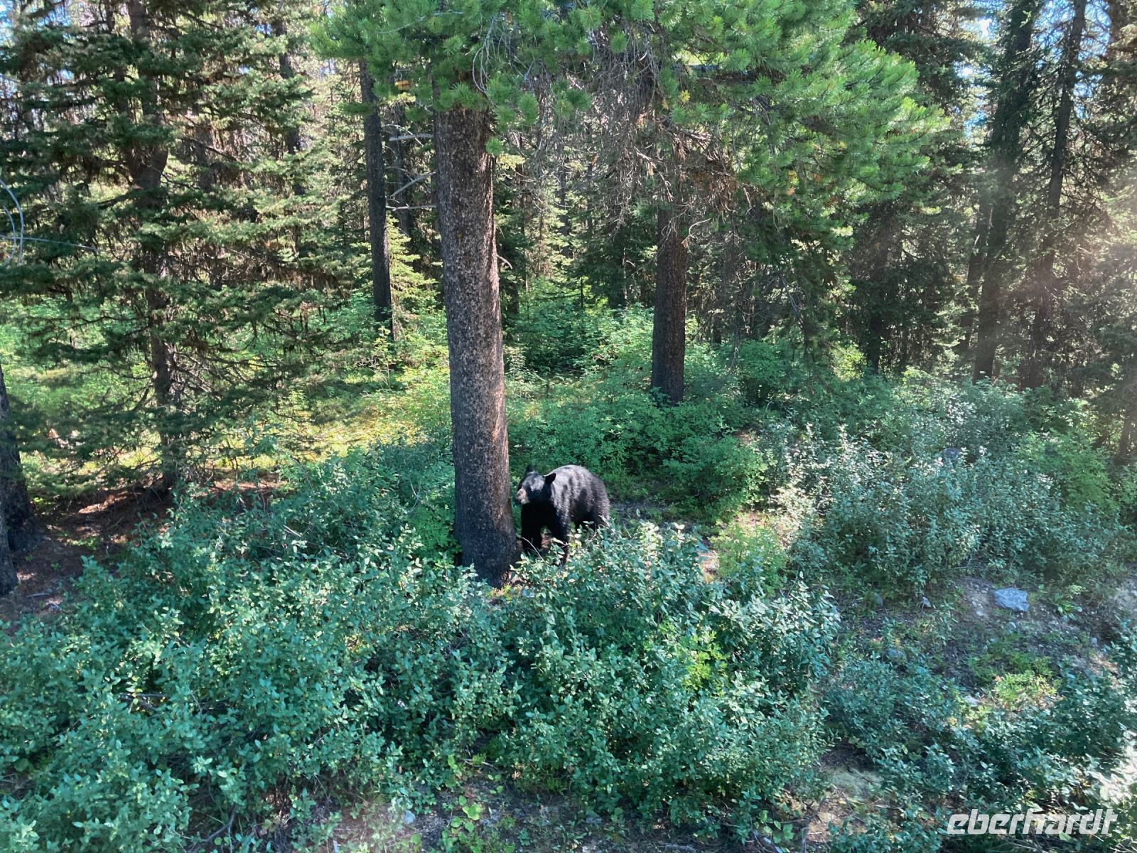 3. Tag – Banff-Nationalpark – Der erste Schwarzbär