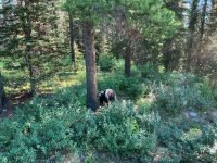 3. Tag – Banff-Nationalpark – Der erste Schwarzbär