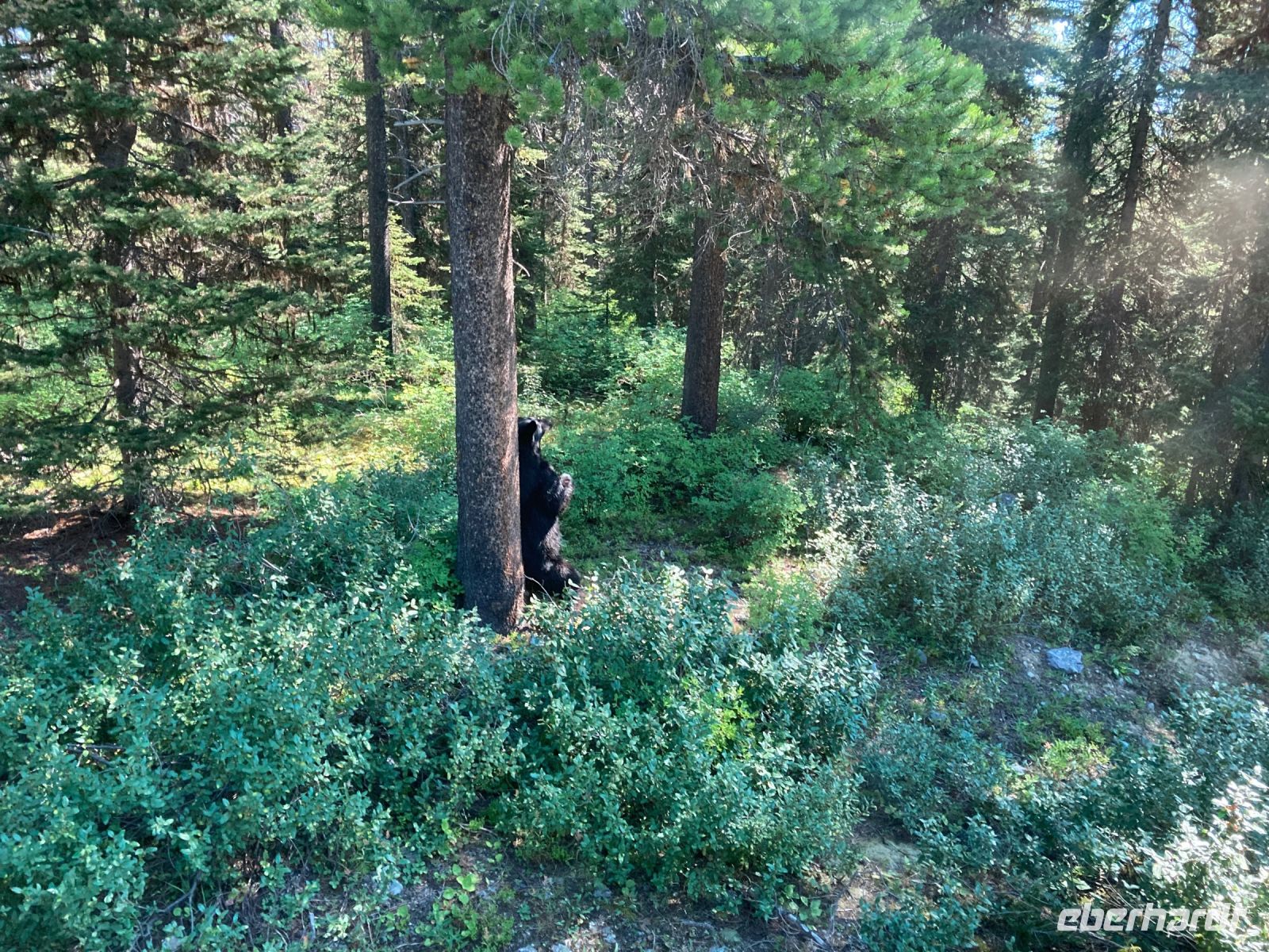 3. Tag – Banff-Nationalpark – Der erste Schwarzbär