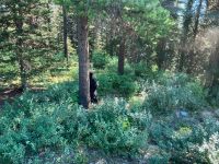 3. Tag – Banff-Nationalpark – Der erste Schwarzbär