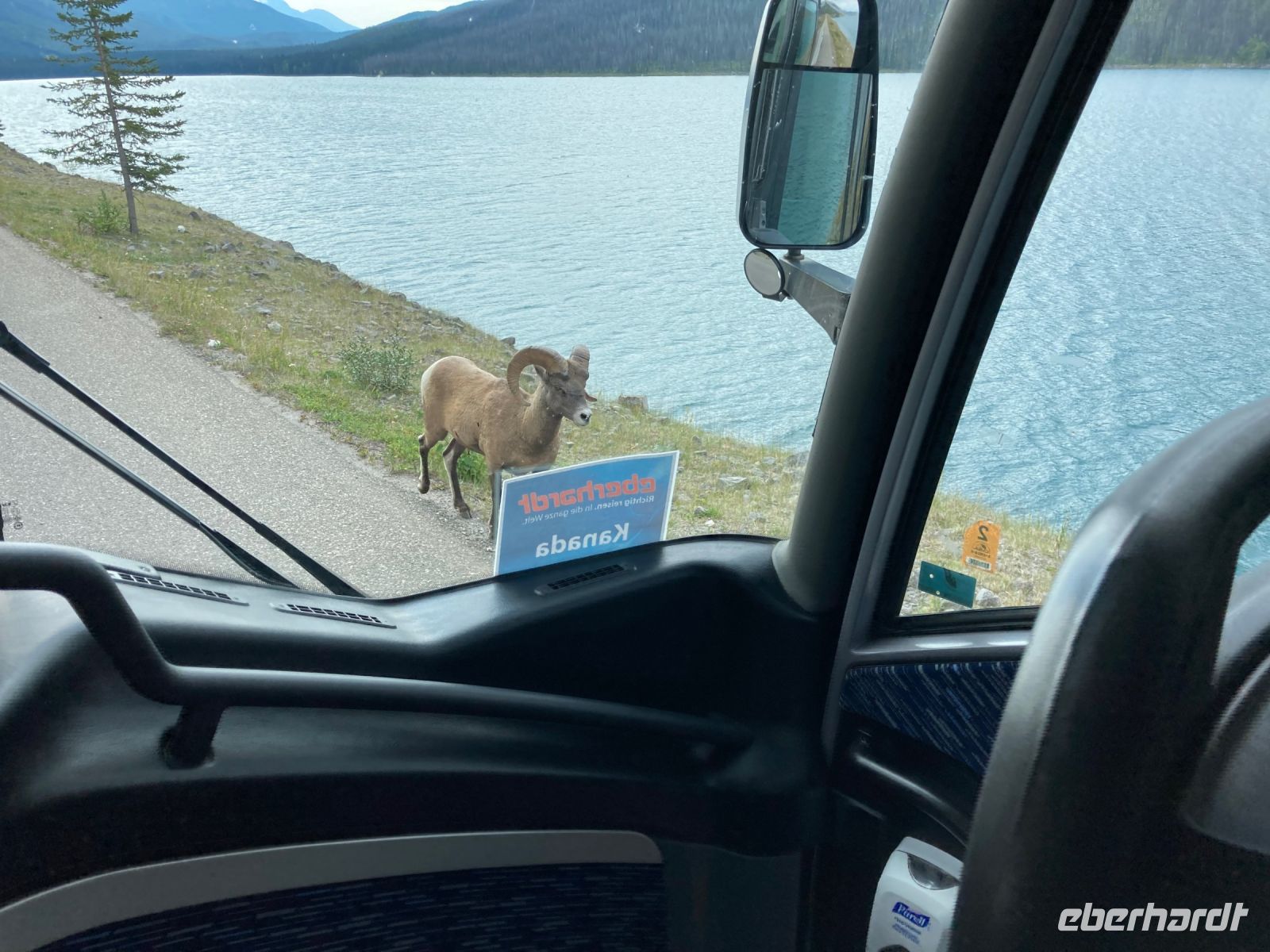 4. Tag – Jasper-Nationalpark – Ein Dickhornschaf am Medicine Lake