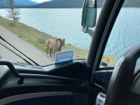 4. Tag – Jasper-Nationalpark – Ein Dickhornschaf am Medicine Lake