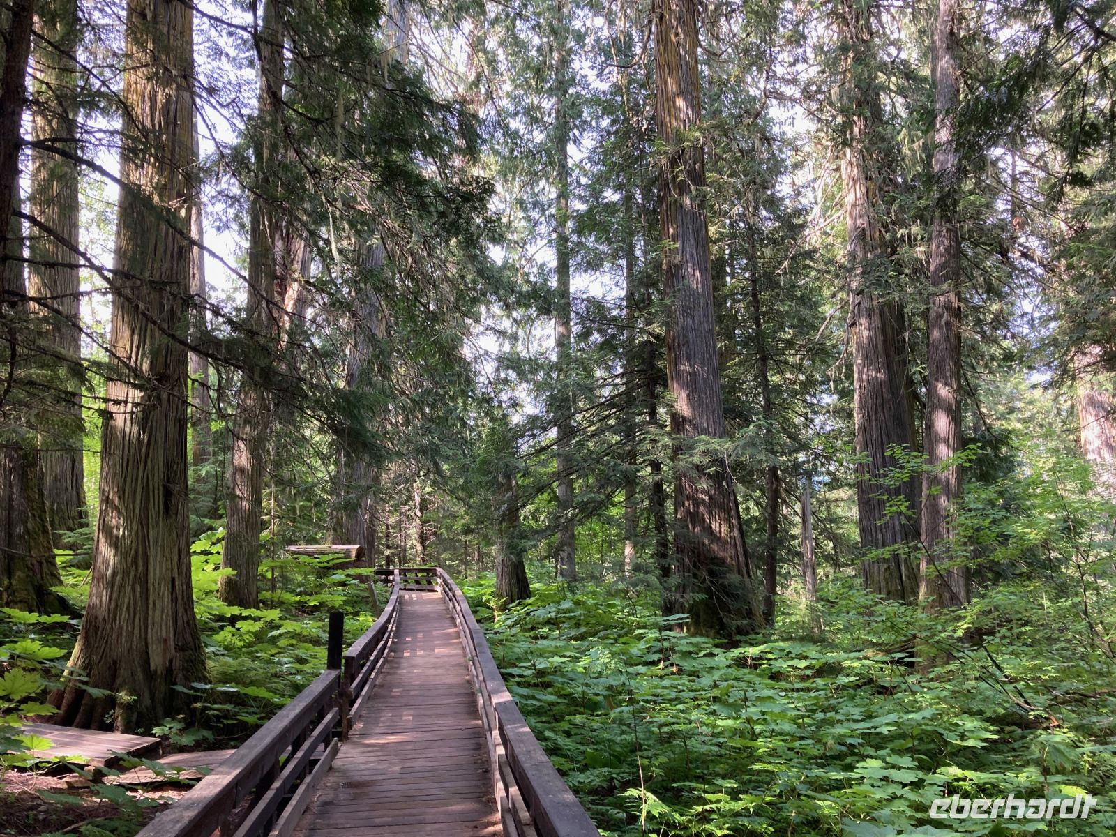 5. Tag – Spaziergang im Ancient Forest