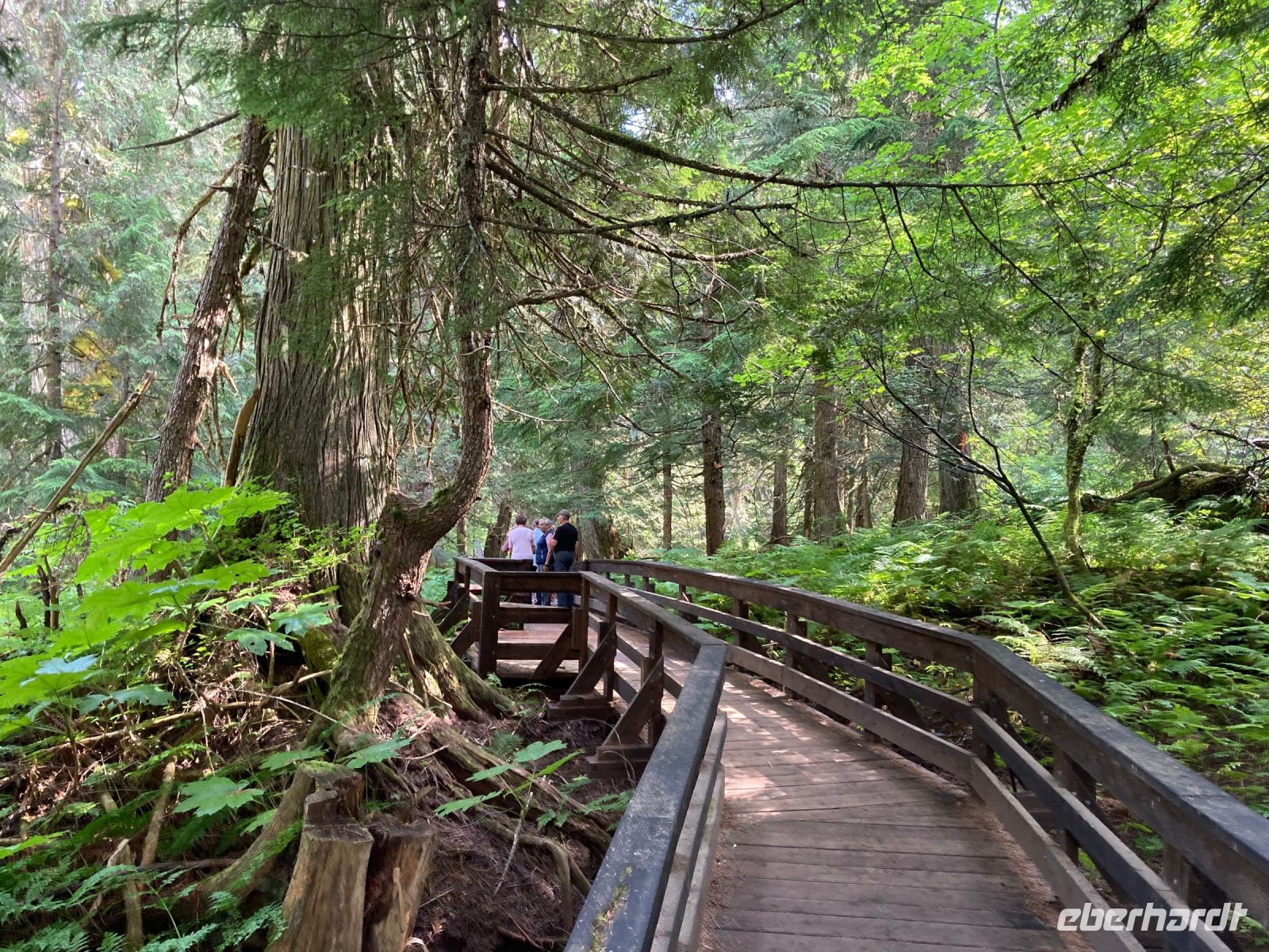 5. Tag – Spaziergang im Ancient Forest